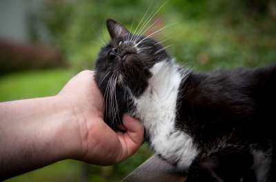 猫 手 爬网 请享用 花园 户外 信托 享受 黑色的 白色的