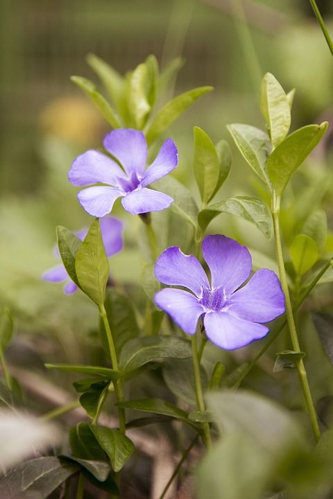 花 工厂 春天 宏 夏天 绿色 花朵 花园 颜色 植物 背景