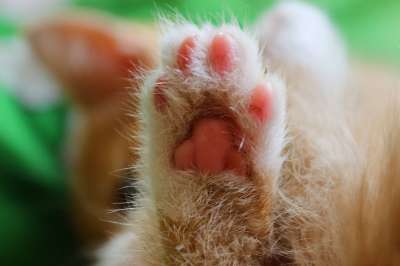 猫 腿 动物 压痛