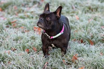 狗 斗牛犬 法国斗牛犬 犬类 国内的 宠物 可爱的 毛皮