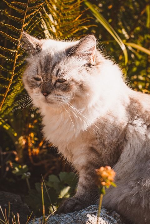 猫 动物 国内动物 国内的猫 花园 户外 猫科动物 宠物