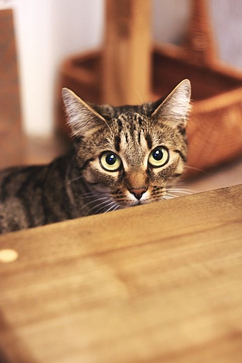 猫 聪明的 动物 宠物 可爱的 小猫 乐趣 眼睛 捕食者 老虎