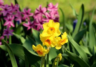 水仙花 春暖花开 春天 花园 黄色 图 性质 季节