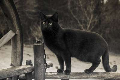 猫 黑色 黑和白 迷信 猫科动物 惊讶 黑色的 可爱 肖像