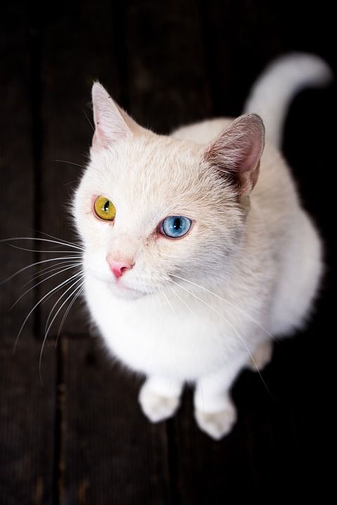 猫 家猫 异色症 家畜 动物 动物群 野生动物 小猫 异色症猫