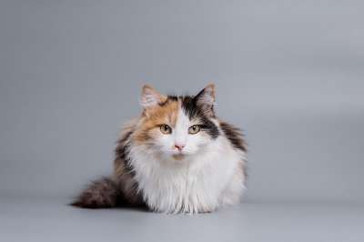 猫 宠物 动物 国内的猫 猫科动物 哺乳动物 可爱的 毛茸茸的