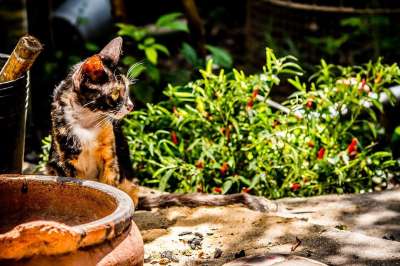 猫 动物 宠物 自然 老虎 可爱的 基蒂 苹果浏览器
