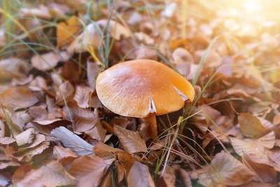 蘑菇 棕色的 森林 草地 自然 树叶 落下 森林地面 关闭