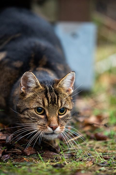 猫 动物 毛皮 家畜 户外 老虎 肖像 家猫 哺乳动物 可爱的