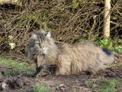 挪威森林猫 长毛猫 野猫