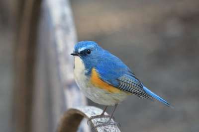 自然 鸟 野生动物 动物 户外 业务类型 红侧Bluetail