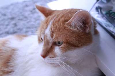 猫 Roux 白色的 猫科动物 老虎 哺乳动物 可爱 爪子