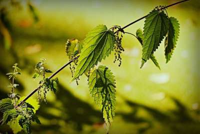 荨麻 植物 叶子 静脉 图案 水 沟 鸭子的杂草 自然