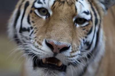 老虎 动物 头 哺乳动物 大猫 野生动物 捕食者 危险的 野猫