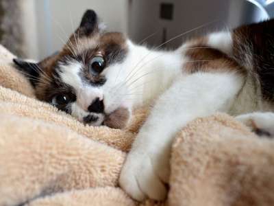 猫 暹罗 混合 宠物 猫科动物 毛皮 国内的 动物 可爱的