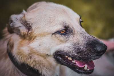 狗 宠物 犬类 动物 毛皮 鼻子 哺乳动物 国内动物 狗肖像