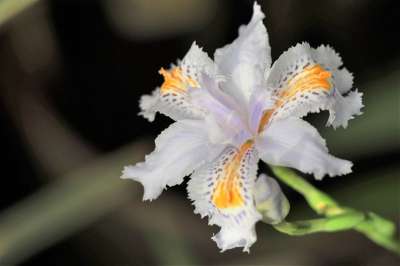 花卉 白 温和的 布卢姆 盛开 春天 植物群 花园 夏天 庭园