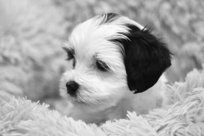 狗 犬类 哈瓦那小狗 黑和白 小型犬 宠物