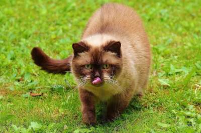 猫 英国短毛猫 玩 纯种 亲爱的 毛皮 棕色的 浅褐色的 可爱的