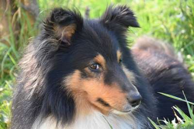 狗 狗的设得兰群岛牧羊犬 动物肖像 纯种狗 狗狗我爱