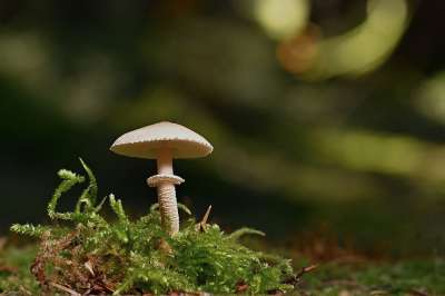 蘑菇 菌 毒菌 苔藓 森林 自然 真菌学