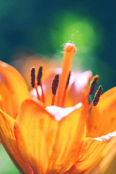 虎百合 植物学 盛开 开花 花 植物 老虎 绿色 颜色 植物群