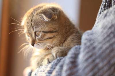 动物 肖像 猫 眼睛 英华富耳 宠物 小猫 品种 灰色的