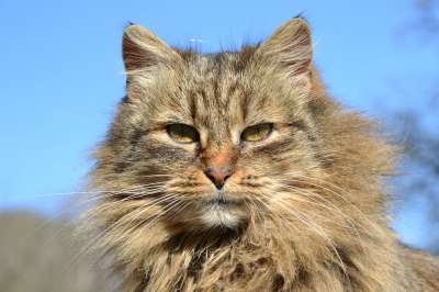 猫 鲭鱼 灰色的 家猫 动物 Katzenkopf 猫脸 长发