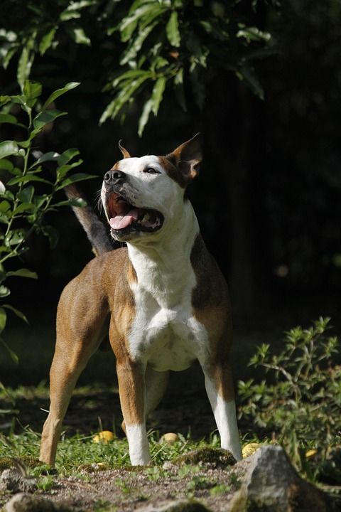 狗 比特犬 犬类 动物 吉祥物 狗简介