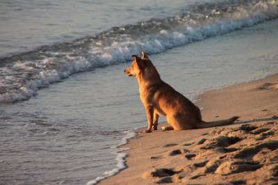 狗 海滩 沙 水 海洋 海 波浪 小狗 犬类 闲暇 宠物