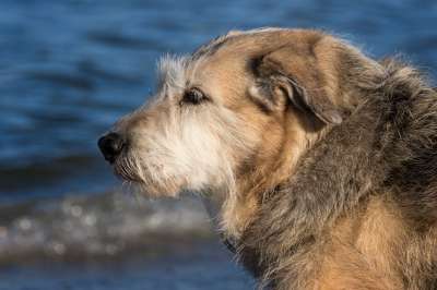 狗 宠物 犬类 动物 毛皮 鼻子 海滩 海 哺乳动物 狗肖像