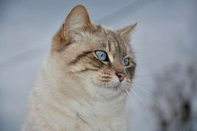 猫 猫Nala 肖像简介 可爱 动物 肖像猫 家畜 肖像的动物