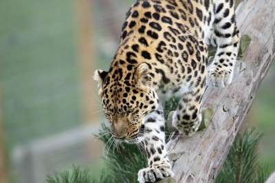 豹 大猫 斑点 自然 动物 有天赋的人 哺乳动物 荒野 捕食者