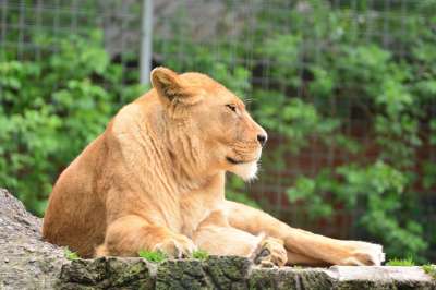 狮子 母狮 野生动物 动物 警惕的 动物园 自然 猫 生物