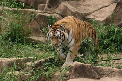 老虎 荒野 动物 野生动物 捕食者 哺乳动物 猫科动物 猫