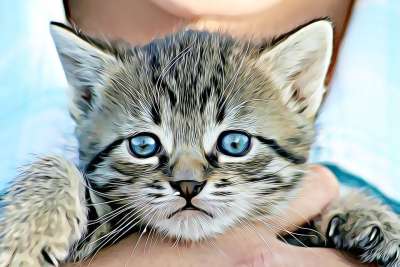 动物 猫 小猫 宠物 家猫 鱼骨 灰色 可爱 曲奇 颚 头发