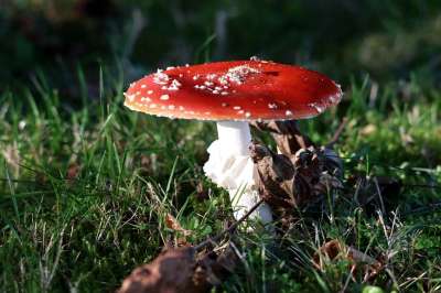 毒菌 有毒 红色的 落下 森林蘑菇