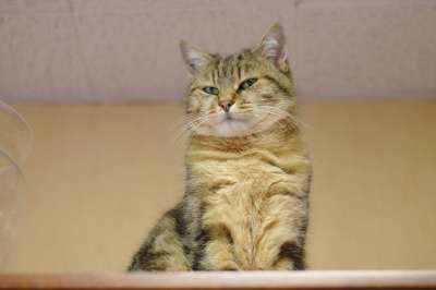 猫 老虎 捕食者 毛皮 动物 猫科动物 爱情 肖像 哺乳动物