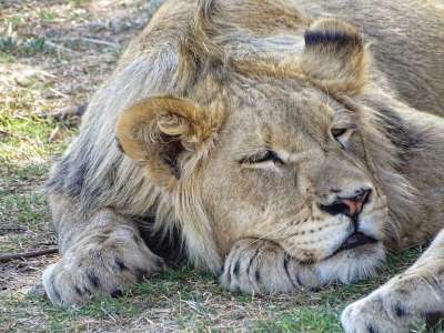 狮子 年轻 男性 猫 大猫 非洲 野生动物 动物 捕食者 自然