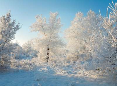 冬天 雪 森林 自然 树木 霜 十二月 漂移 白色的