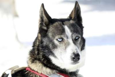 狗 沙哑 冬天 眼睛 动物 雪橇犬