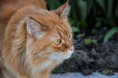 猫 宠物 缅因库恩 头 虎斑猫 姜黄色的猫 猫脸 胡须 动物