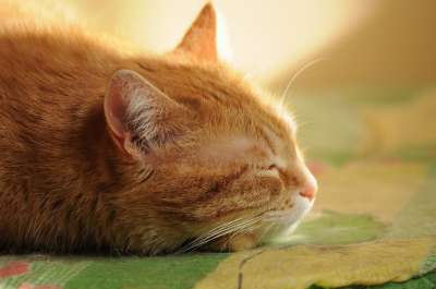 猫 梦 安静的时间 睡觉 一天 阳光灿烂 阴影 垫 甜的 放松