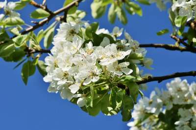 苹果花 开花 苹果树花 苹果树 白色的 科 梅花 树 果树