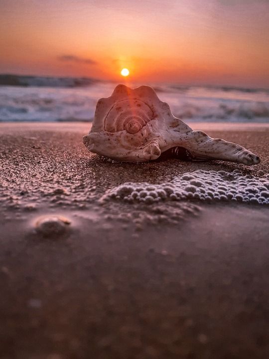 日出 日落 海滩 海 贝壳 Beachvibes 珊瑚 云 云景