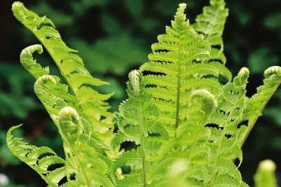 蕨类 蕨叶 羊齿植物 森林植物 叶子 植物 植物群 野生植物