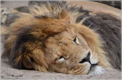 狮子 母狮 野生动物 猎人 动物 动物园 Artis 阿姆斯特丹