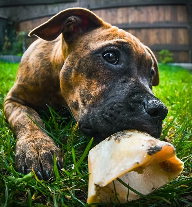 狗 宠物 动物 国内的 犬类 骨 哺乳动物 特写