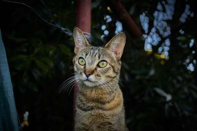 猫 猫的眼睛 猫科动物 毛皮 脸 小猫 哺乳动物 动物 宠物