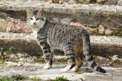 猫 动物 吉祥物 猫科动物 小猫咪 宠物 孩子 可爱猫咪